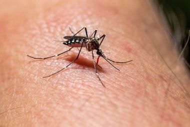 Confirmaron nuevos casos de dengue en San Juan y ya suman 56 entre autóctonos e importados