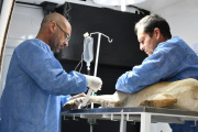 Las Unidades Sanitarias “Zoonosis Express” llegan a Jáchal para realizar castraciones y vacunaciones