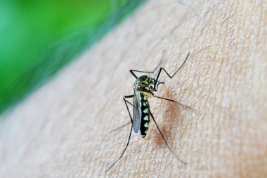 Dengue en San Juan: Salud Publica confirmó que los casos ascienden a 84 y recomiendan medidas preventivas