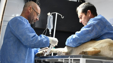 Las Unidades Sanitarias “Zoonosis Express” llegan a Jáchal para realizar castraciones y vacunaciones
