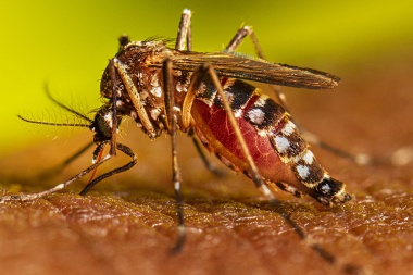 Concejos para evitar la proliferación del mosquito transmisor del dengue