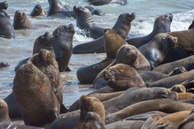 La República de Chile confirmó la muerte de más de 70 lobos marinos y no descartan a la gripe aviar