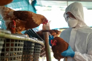 Confirmaron 11 casos de gripe aviar que están distribuidos en 6 provincias