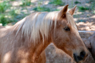 Una ciudad de la Patagonia aprobó una ordenanza que admite a los caballos como "seres sintientes"