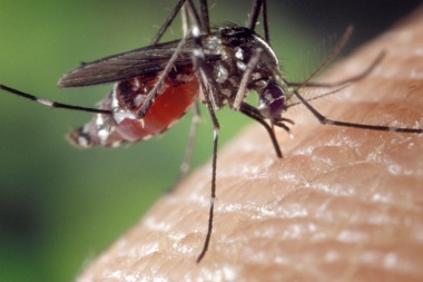 Confirmaron en San Juan dos casos de dengue importado informó el Ministerio de Salud Pública