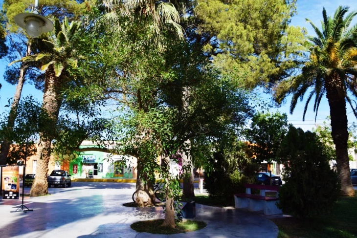 El Ceibo “la Flor Nacional” que se encuentra en la Plaza General San Martín  - Actualidad Jachallera