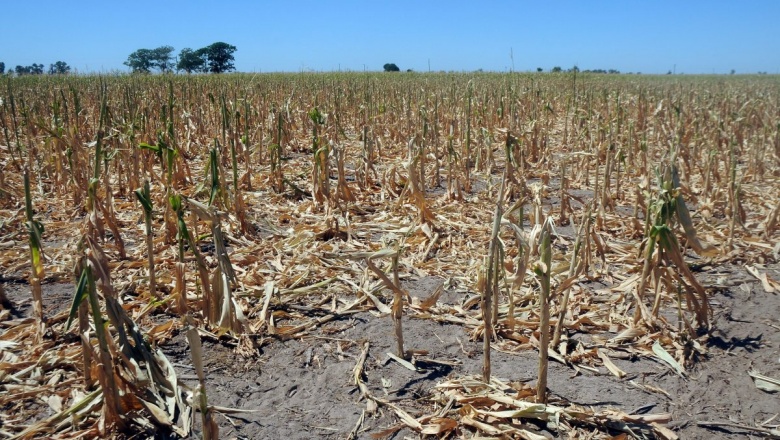 El Gobierno analiza el impacto de la sequía y evalúa asistencia a los afectados