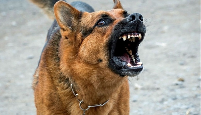 Para Tener en Cuenta: ¿Cómo actuar ante la mordedura de un animal para ...