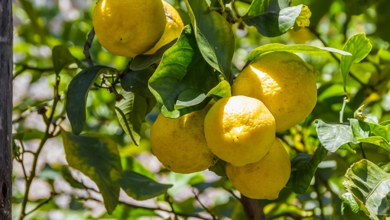 Difundieron cuales son los beneficios y propiedades del limón para la salud de las personas
