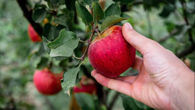 Para Tener en Cuenta: Conoce los 7 beneficios de comer una manzana todos los días