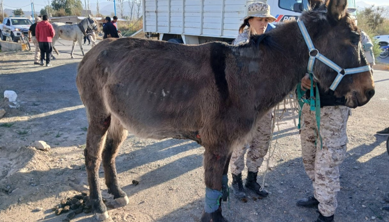 Un hombre de Jáchal fue imputado por posible maltrato animal y los animales quedaron en resguardo en una escuela