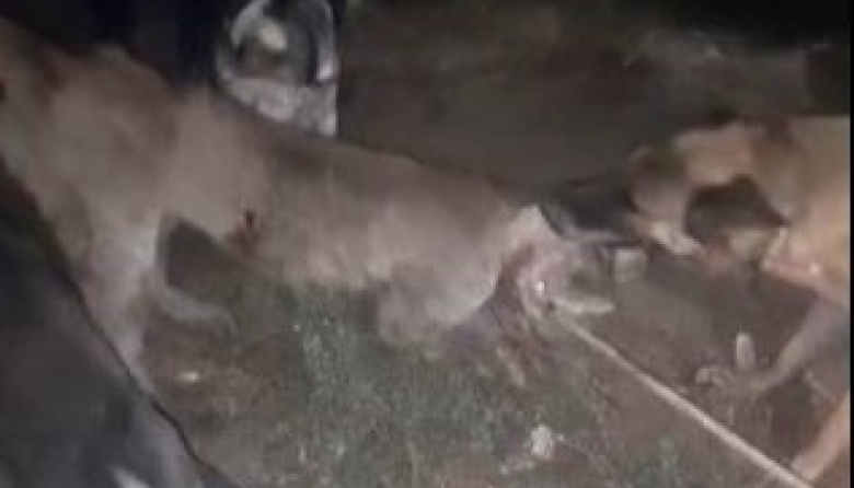 VIDEO: Indignación en Jáchal tras difundirse imágenes del ataque de perros a un puma con la ayuda de personas
