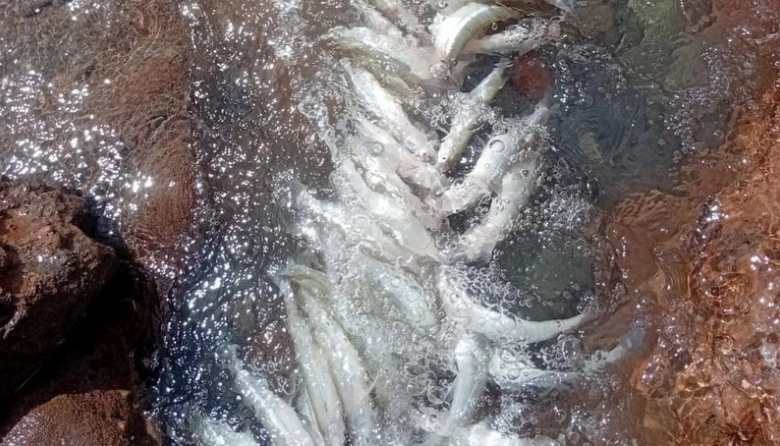 Alerta y preocupación en el departamento Iglesia por la aparición de peces muertos en el Dique Cuesta del Viento