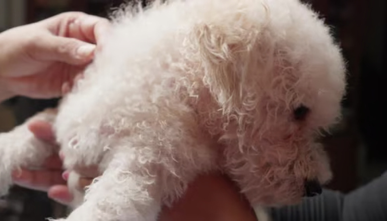 Investigan a un trabajador metalúrgico acusado por su familia de abusar sexualmente de la perra de sus hijos