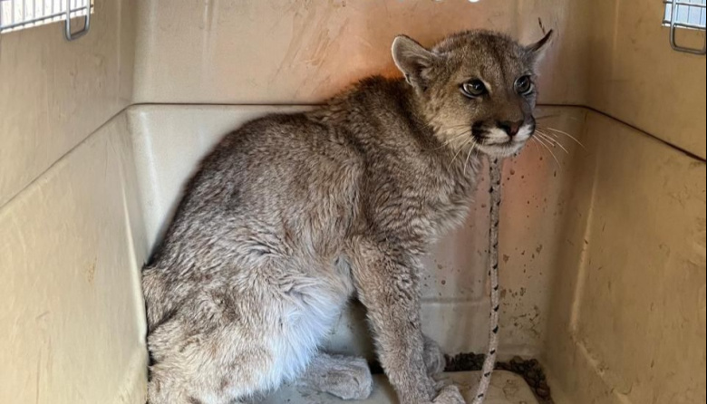 Tras el horror vivido en Jáchal, un puma acorralado por perros en Las Tapias fue rescatado a tiempo por la Policía Ecológica