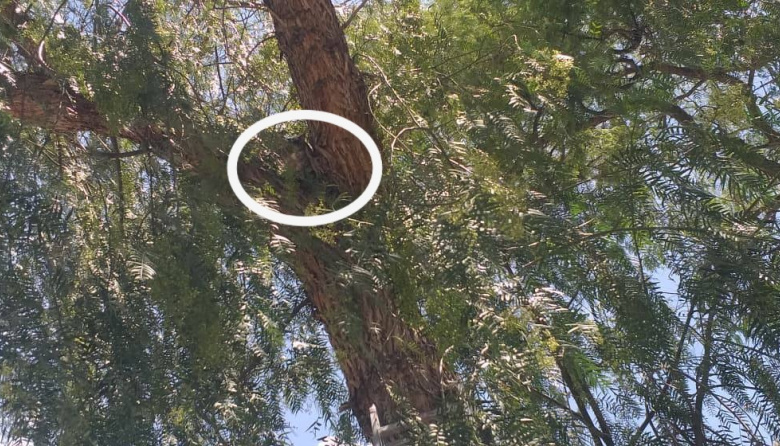 Bomberos Voluntarios de Jáchal rescataron a un gatito que había quedado atrapado en lo más alto de un árbol