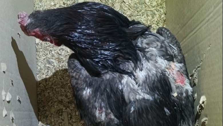 Secuestran animales utilizados en riñas ilegales en Caucete tras una inspección que destapó prácticas de maltrato animal