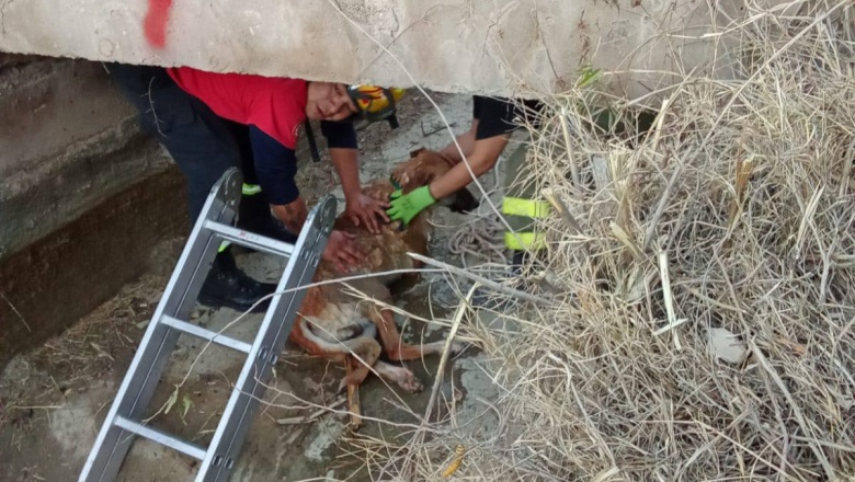 Bomberos Voluntarios de Jáchal respondieron a incendios y un rescate animal tras el paso del viento Zonda