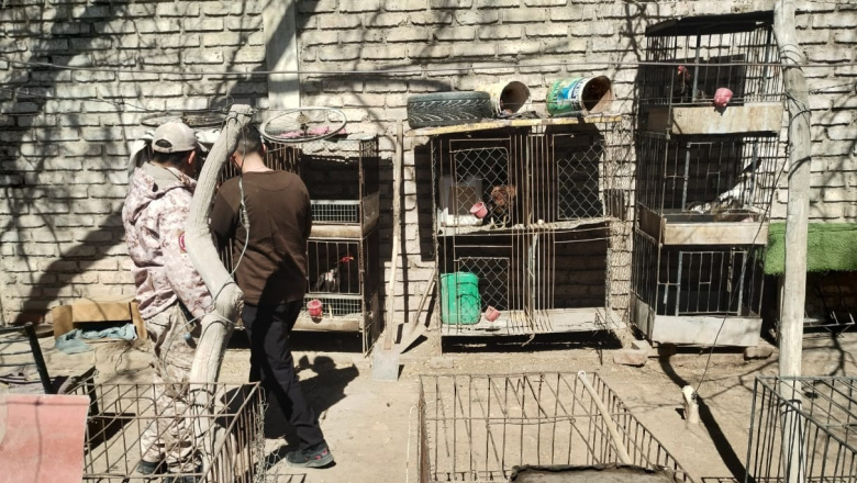Dos allanamientos en 25 de Mayo y Caucete terminaron con detenciones y secuestro de animales, drogas y arma de fuego
