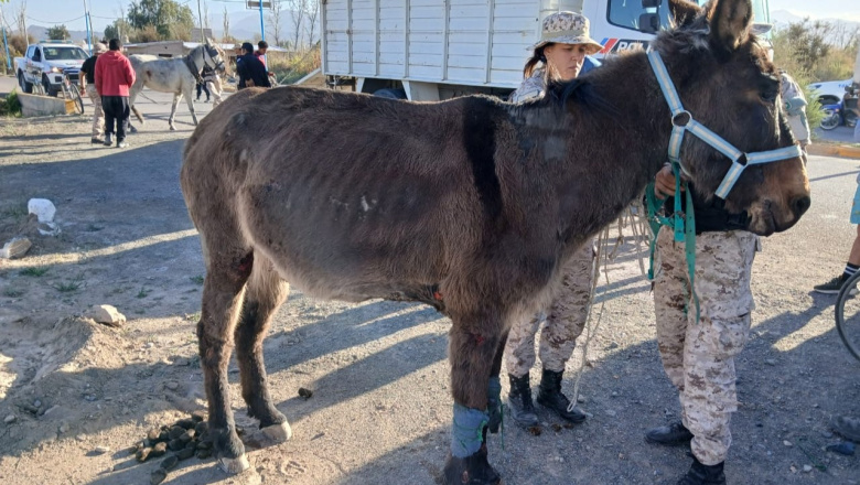 Un hombre de Jáchal fue imputado por posible maltrato animal y los animales quedaron en resguardo en una escuela