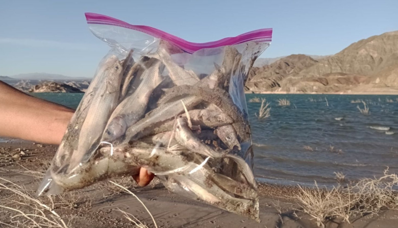 Desde la UFI del Norte confirmaron que desestimaron la causa por los peces muertos en Dique Cuesta del Viento