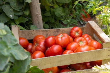 El kilo de tomate redondo fue el producto que más se incrementó en mayo