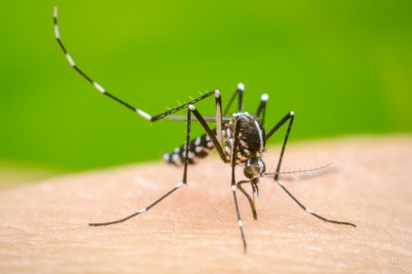 Los casos de dengue en la República Argentina crecieron 252% en una semana