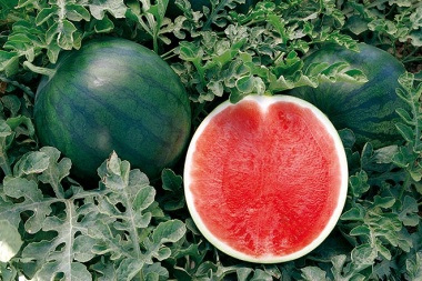 3 jachalleros sorprendidos cuando sustraían sandías y melones, ahora serán juzgados por Flagrancia