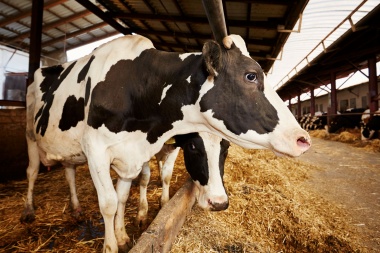 Detectaron un nuevo caso de gripe aviar en humanos vinculado al brote en vacas lecheras de EEUU