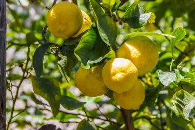 Difundieron cuales son los beneficios y propiedades del limón para la salud de las personas