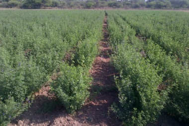 Habrá una charla sobre Producción de Semillas de Alfalfa en Jáchal, para potenciar el crecimiento agrícola local