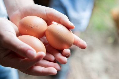 Sugún los Especialistas ¿Cuántos huevos se pueden comer por día y por qué ayudan a bajar de peso?