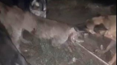 VIDEO: Indignación en Jáchal tras difundirse imágenes del ataque de perros a un puma con la ayuda de personas
