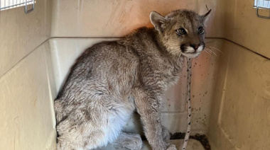 Tras el horror vivido en Jáchal, un puma acorralado por perros en Las Tapias fue rescatado a tiempo por la Policía Ecológica