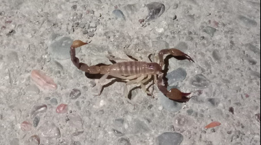 Vecinos del Barrio Orión II reportaron la presencia de alacranes en la zona y encendieron la alerta entre las familias del sector