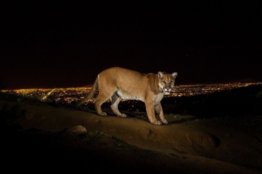 Vecinos de Iglesia denunciaron la aparición de un puma y organismos activaron un operativo de búsqueda