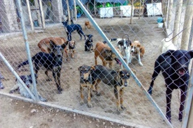 El Hogar Animal de Jáchal necesita ayuda urgente: falta de recursos, riesgo de desalojo y escaso apoyo estatal