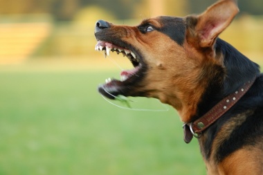 Un niño de 7 años con autismo fue atacado por el perro de su casa y lucha por su vida tras sufrir graves heridas