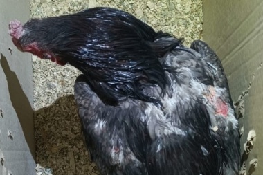 Secuestran animales utilizados en riñas ilegales en Caucete tras una inspección que destapó prácticas de maltrato animal