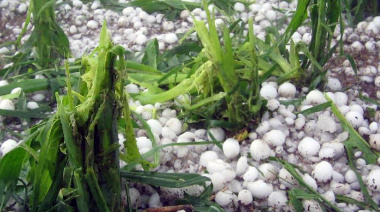 Tras el temporal, los productores de Jáchal deberán realizar la denuncia para acceder a la asistencia provincial