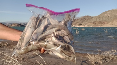 Desde la UFI del Norte confirmaron que desestimaron la causa por los peces muertos en Dique Cuesta del Viento