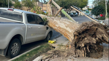Un árbol cayó sobre una camioneta por las intensas ráfagas de viento y dejó importantes daños en Capital de San Juan