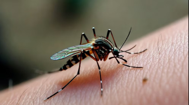 Crecen los casos de fiebre chikungunya en Argentina, hubo aumento en provincias del norte y un foco autóctono en Buenos Aires