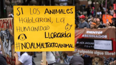 Conmoción en San Juan: Condenaron a una mujer por abusar sexualmente de su perro y grabar los hechos en videos y fotos