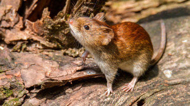 Hantavirus en Argentina: ¿Qué medidas recomienda Salud y por qué San Juan permanece en estado de vigilancia?