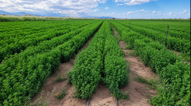 La producción de alfalfa para exportación busca crecer en San Juan y podría multiplicarse hasta seis veces en los próximos años
