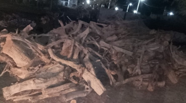 En Jáchal interceptaron un camión con 4.000 kilos de leña de algarrobo y detectaron que circulaba con la guía de transporte vencida