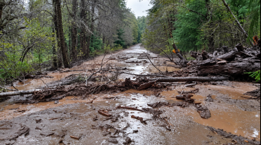 Un cerro cedió por las fuertes lluvias en Neuquén y los árboles terminaron flotando en las aguas del Nahuel Huapi