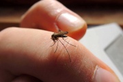 Científicos argentinos desarrollan una técnica innovadora para combatir el dengue