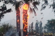 Un rayo impactó dos palmeras en la localidad de Villa Mercedes durante una tormenta eléctrica